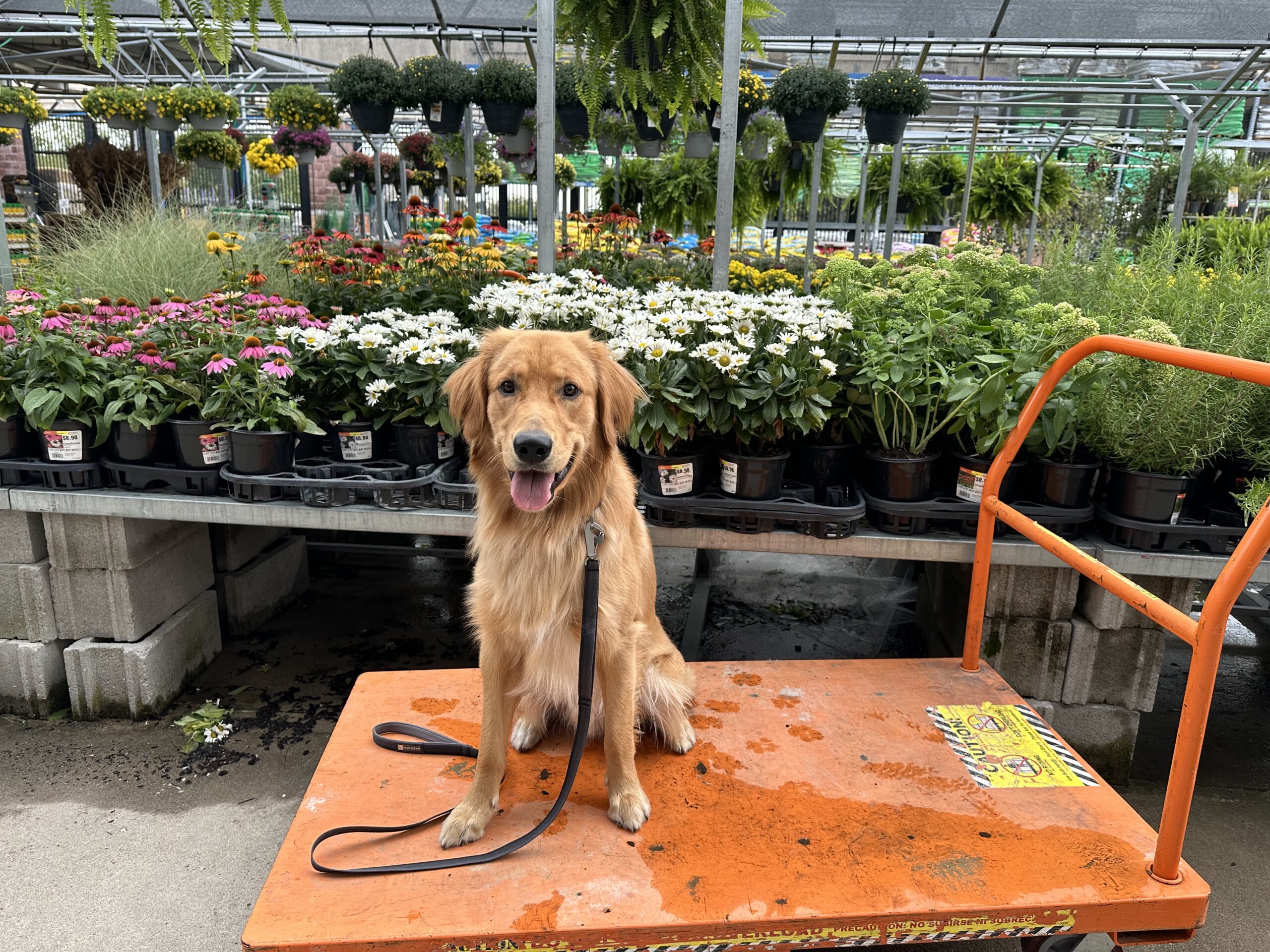 board and train versus private lessons in columbus dog training