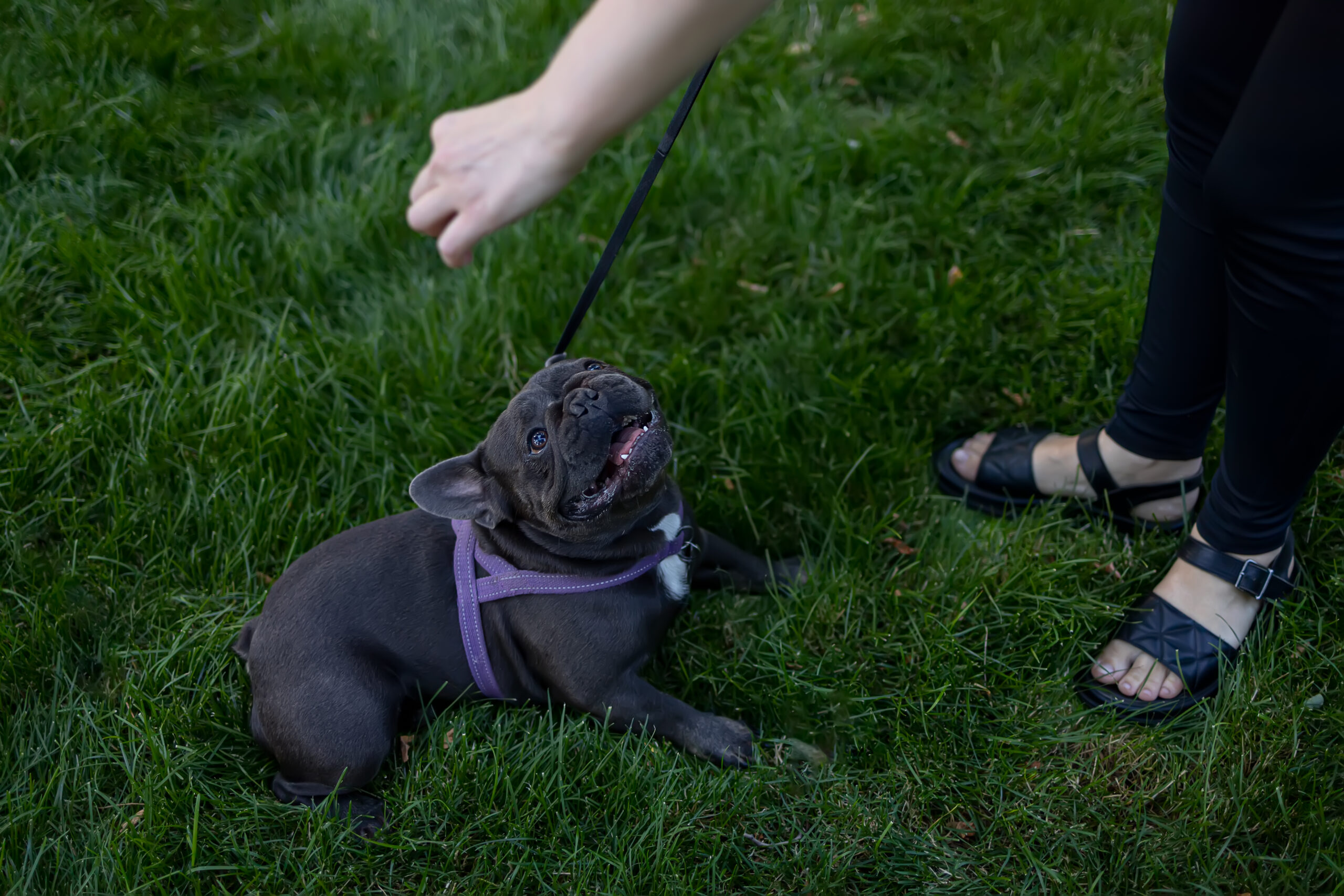 Overwatch K9 Academy Obedience Training