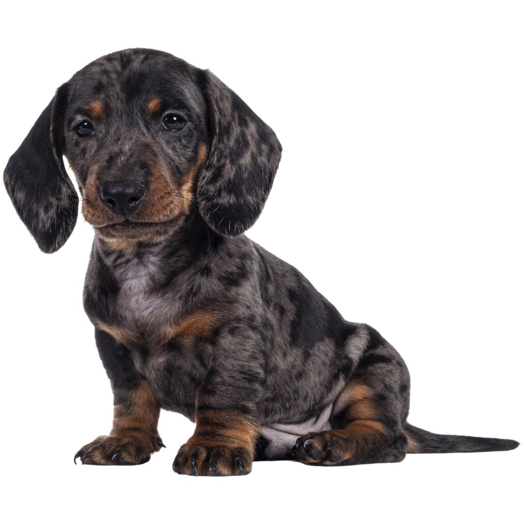 Columbus dog training