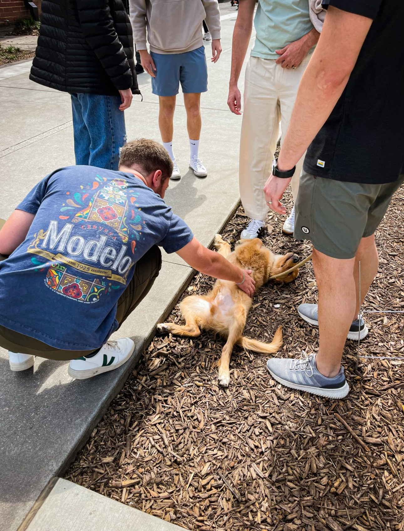 columbus dog training