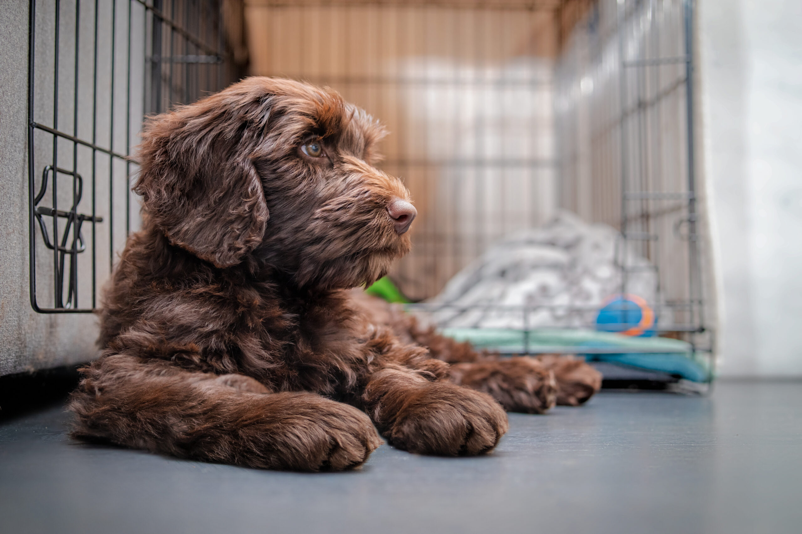 when to start training a puppy in columbus ohio